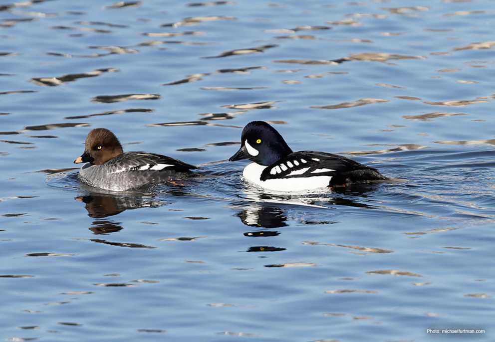 Barrow's Goldeneye Image